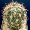 Echinomastus_lauii